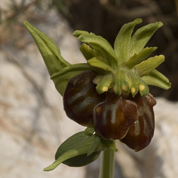 Ophrys ... un giro a 